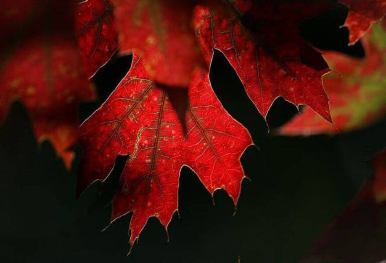 bipolar type 2 – autumn leaves