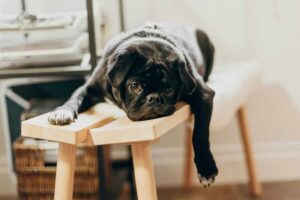 Procrastination. Safe Place Therapy.