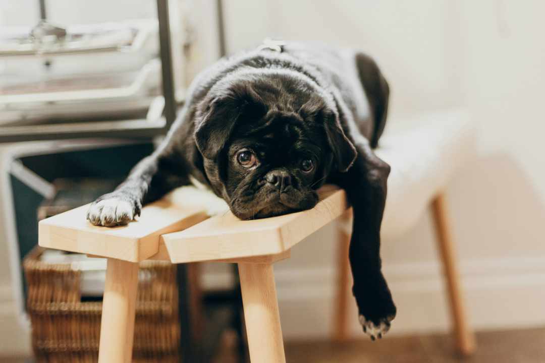 Procrastination. Safe Place Therapy.