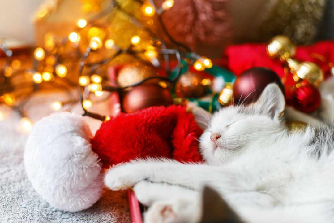 Enjoy Christmas with less stress