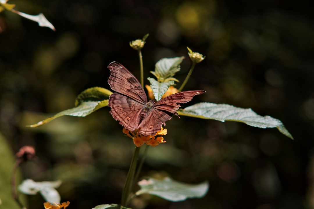 R U OK Day – Safe Place Therapy. A photo of a butterfly with a tattered wing.